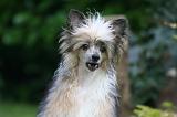 CHIEN NU CHINOIS 275